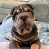 sharpei